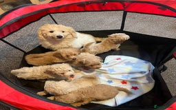 Coton De Tulear dogs for sale: Coton noodles puppies ready now  - Image 2