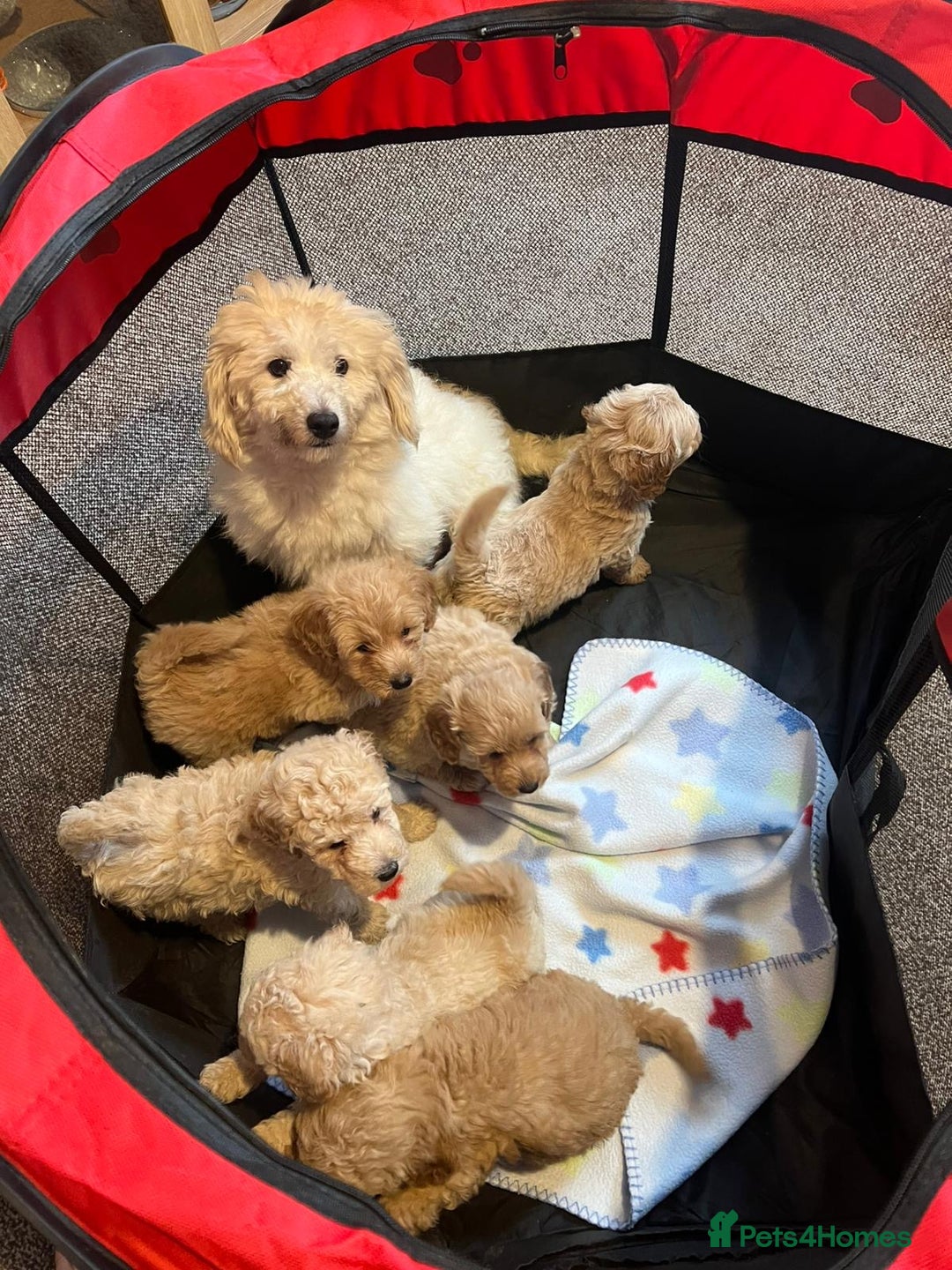 Coton De Tulear dogs for sale: Coton noodles puppies ready now  - Image 2