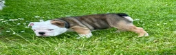 English Bulldog dogs for sale: Stunning red/white kc reg English bulldog puppies  - Advert 7