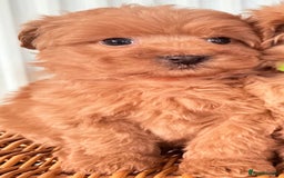 Cairn Terrier dogs for sale: STUNNING F1 cairn-oodle puppies  - Image 18