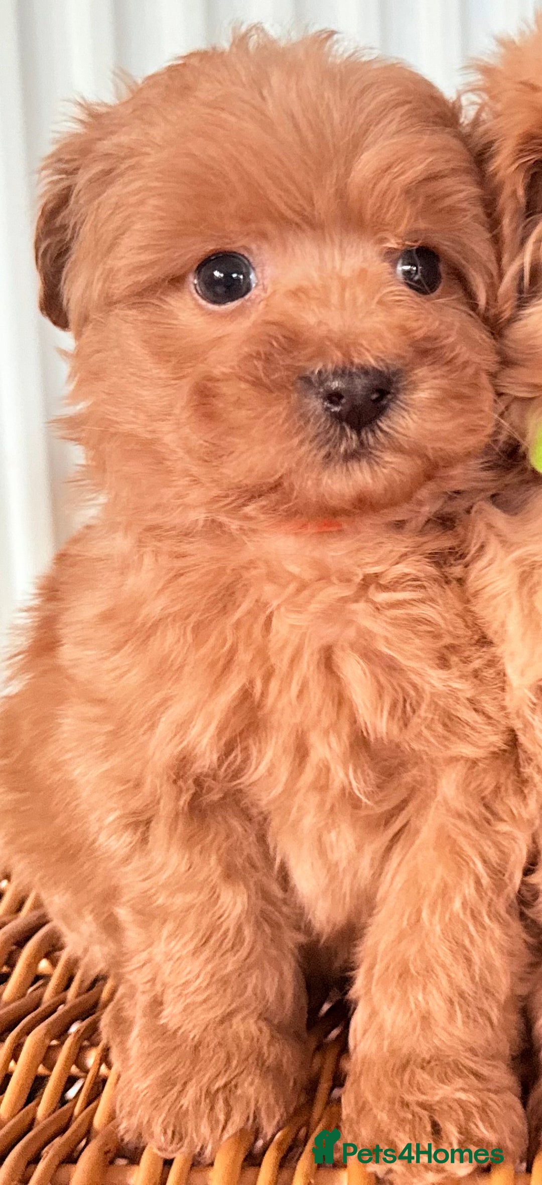 Cairn Terrier dogs for sale: STUNNING F1 cairn-oodle puppies  - Image 18