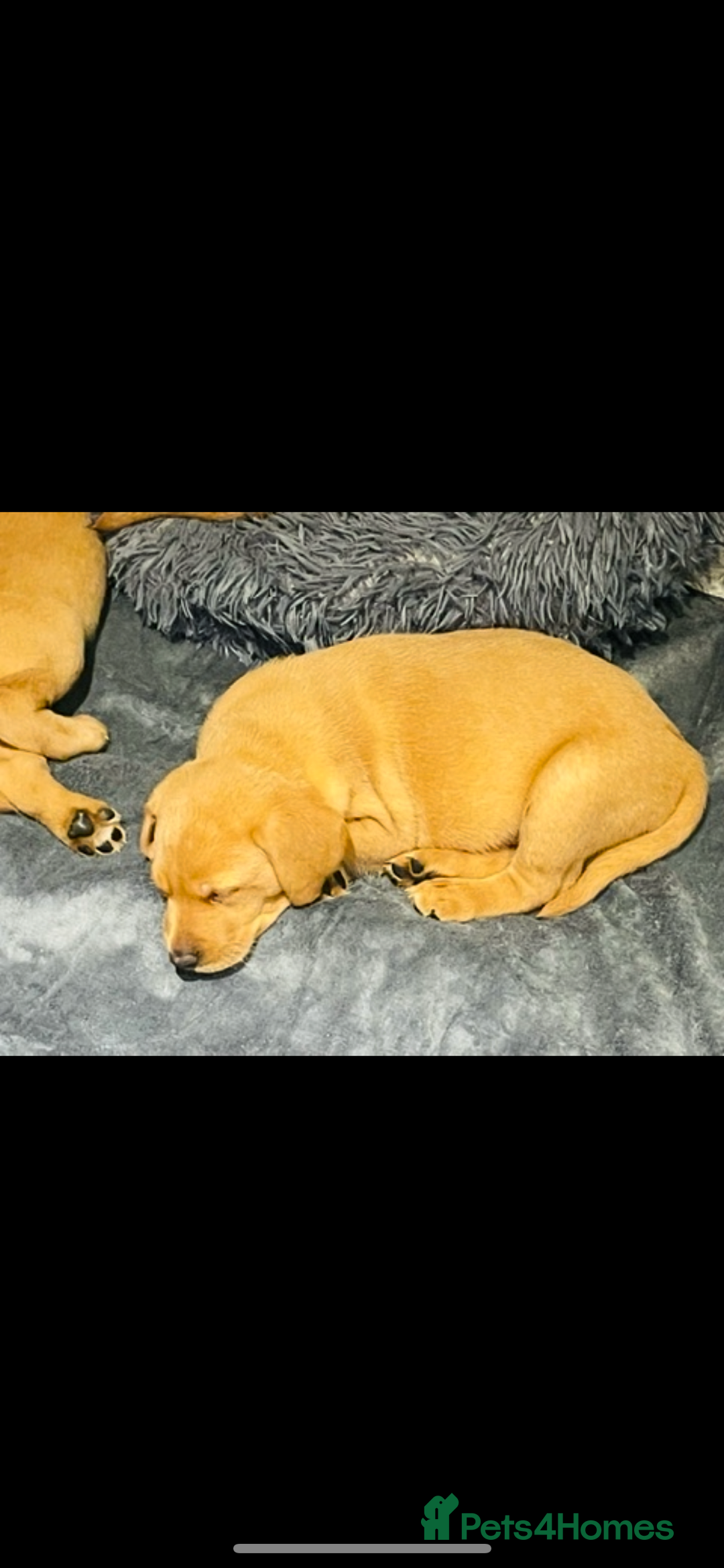 Labrador Retriever dogs for sale: Beautiful fox red and yellow lab puppies  - Image 3