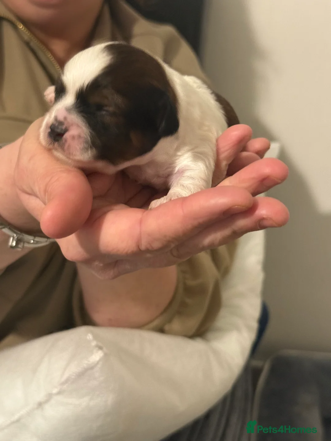 Shihpoo dogs for sale: 3x Shihpoo Male Puppies for sale - Advert 11