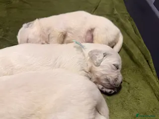 Golden Retriever dogs 4 LEFT KC SHOW TYPE GOLDEN RETRIEVER - Advert 1