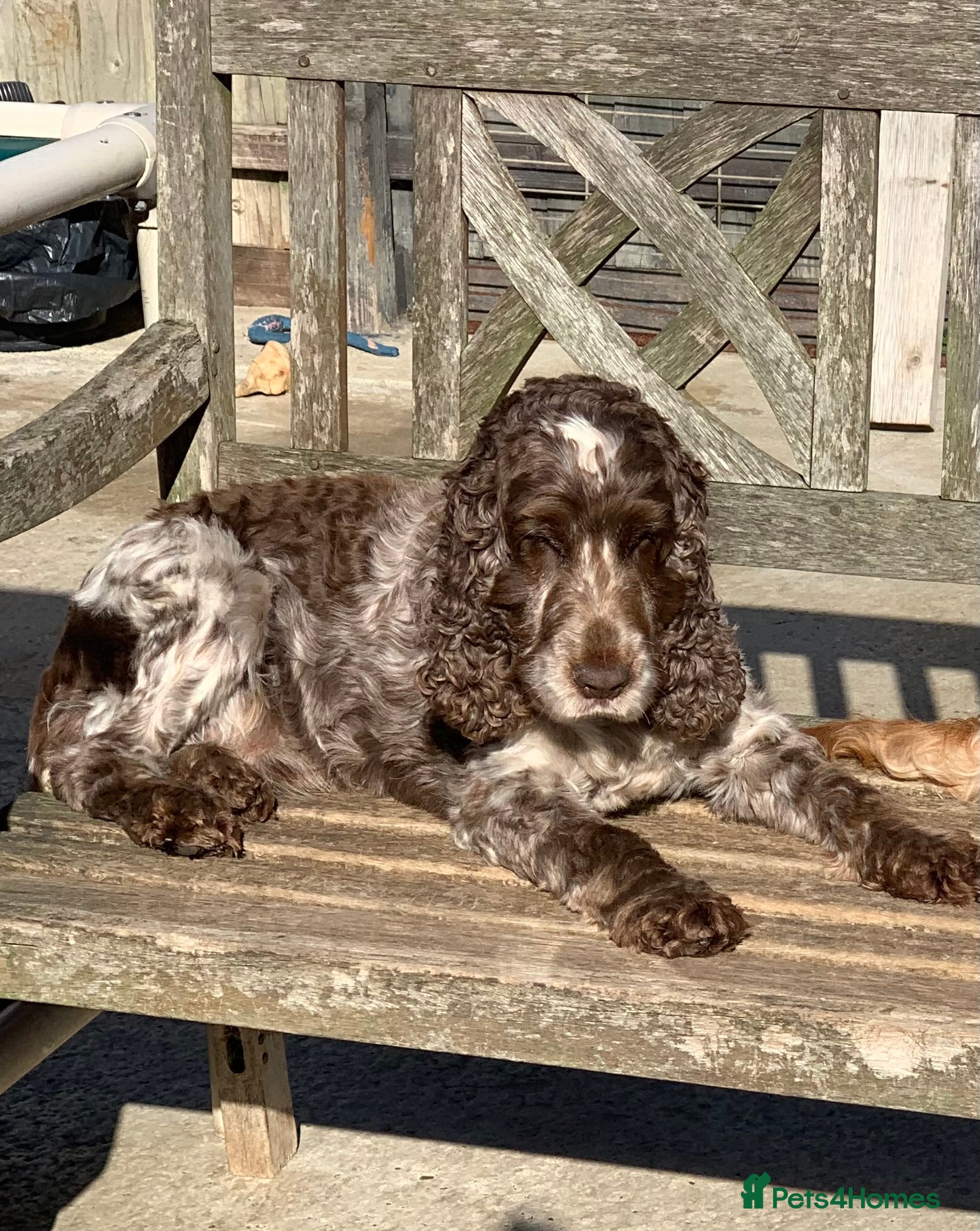 Cocker Spaniel dogs Extensively Health Tested Stud  in Wisbech - Advert 22