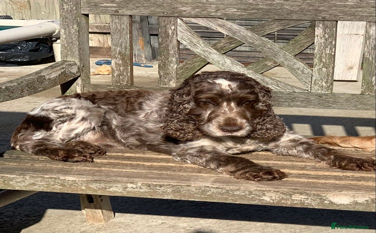 Cocker Spaniel dogs in Wisbech - Advert 1