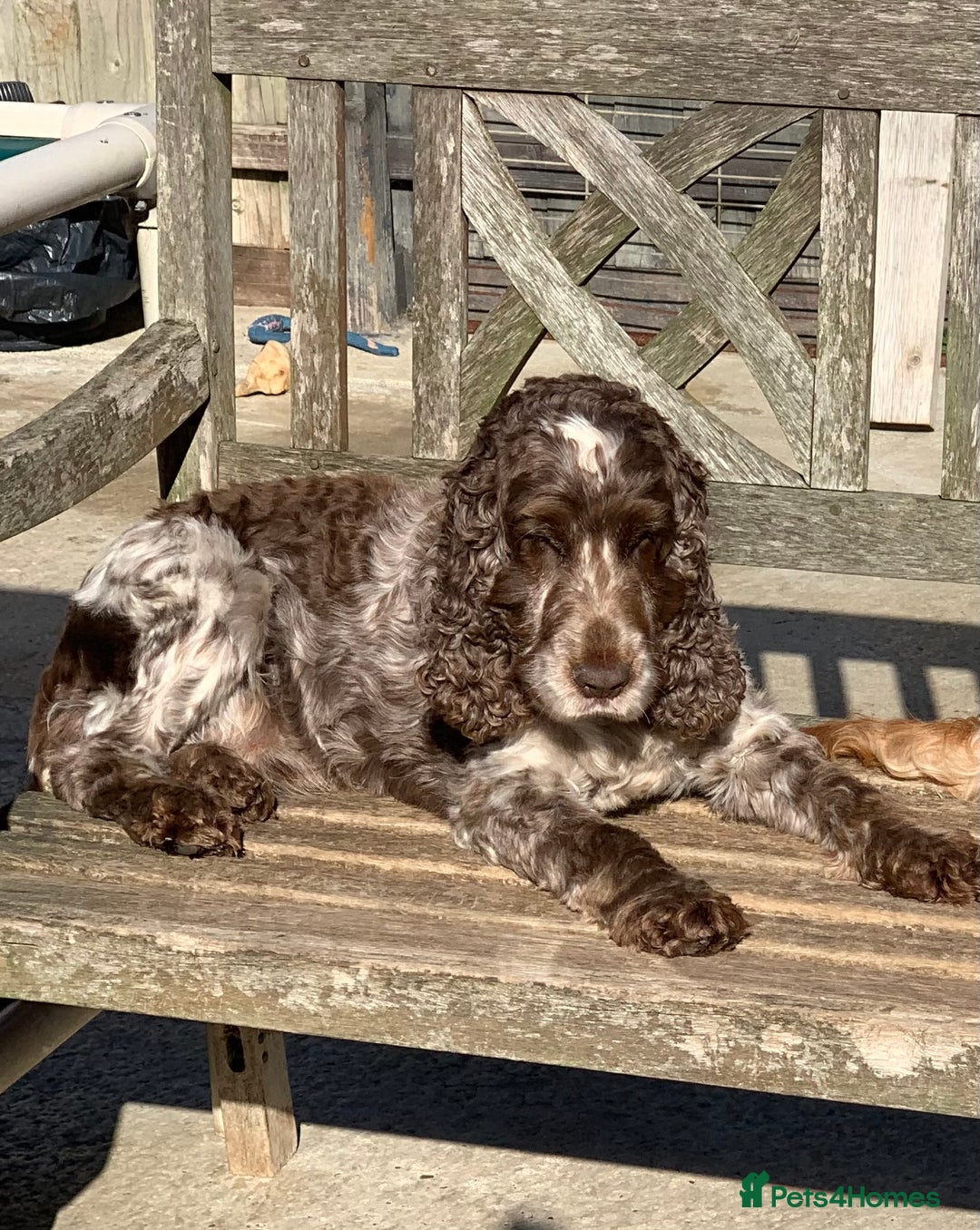 Cocker Spaniel dogs for stud: Extensively Health Tested Stud  in Wisbech - Advert 1
