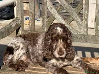 Cocker Spaniel dogs in Wisbech - Advert 9