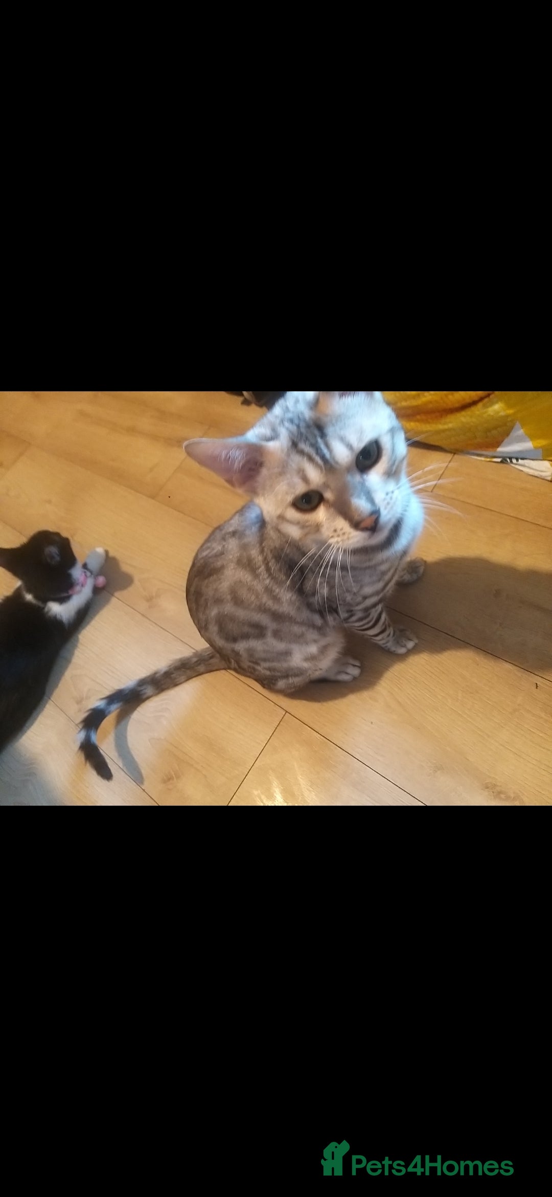 Bengal cats for sale: Cute bengal cat  - Image 10