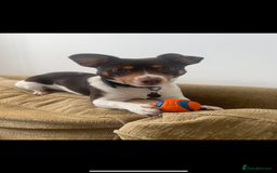 Jack Russell dogs for stud: Rudy for Stud - Image 2
