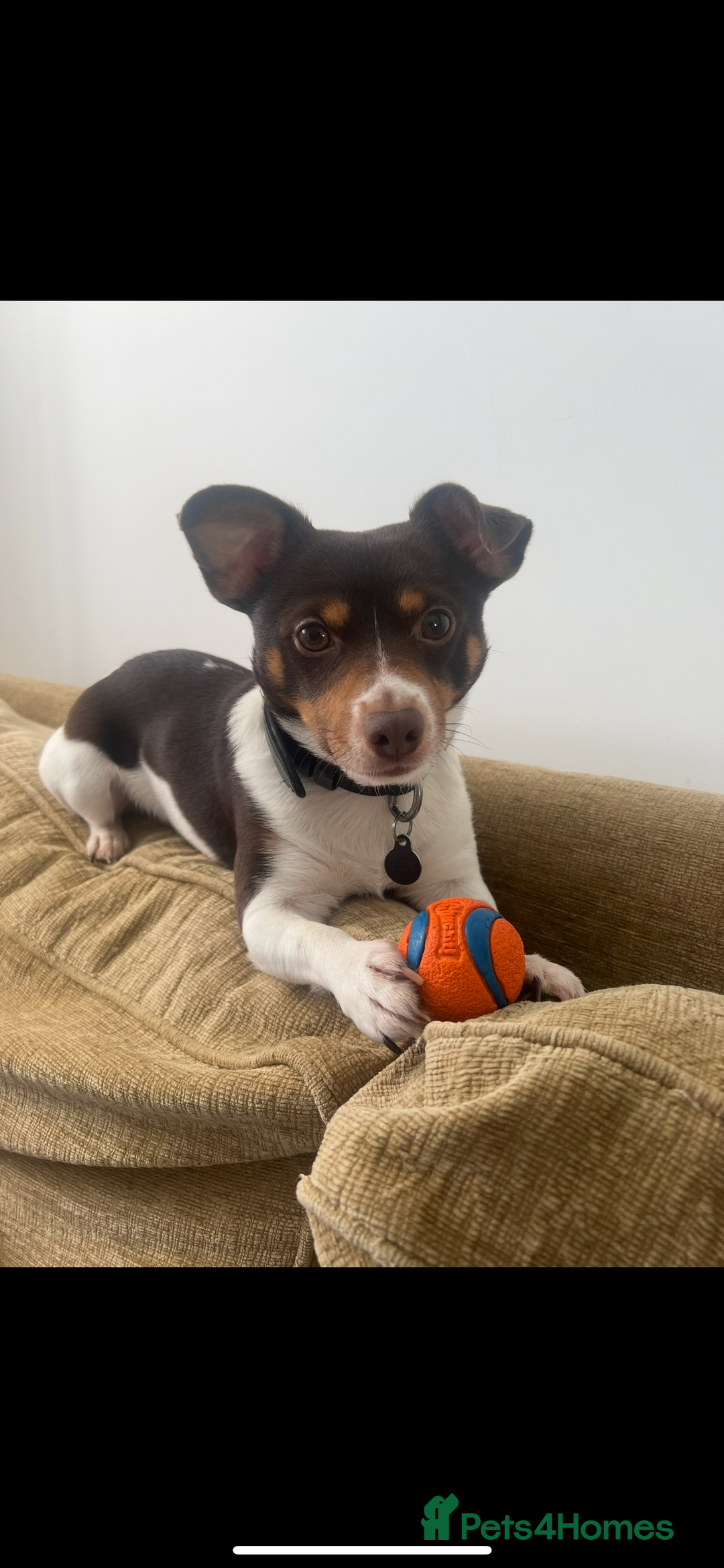 Jack Russell dogs for stud: Rudy for Stud - Image 2