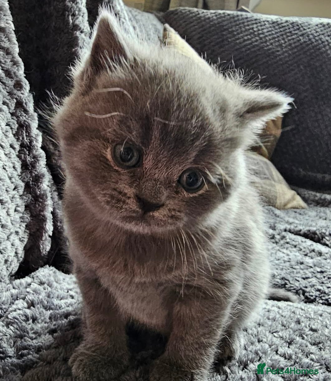 British Shorthair cats Gorgeous kittens  - Advert 5