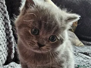 British Shorthair cats Gorgeous kittens - Advert 5