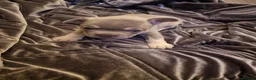 French Bulldog dogs for sale: French bulldog puppies  - Advert 2