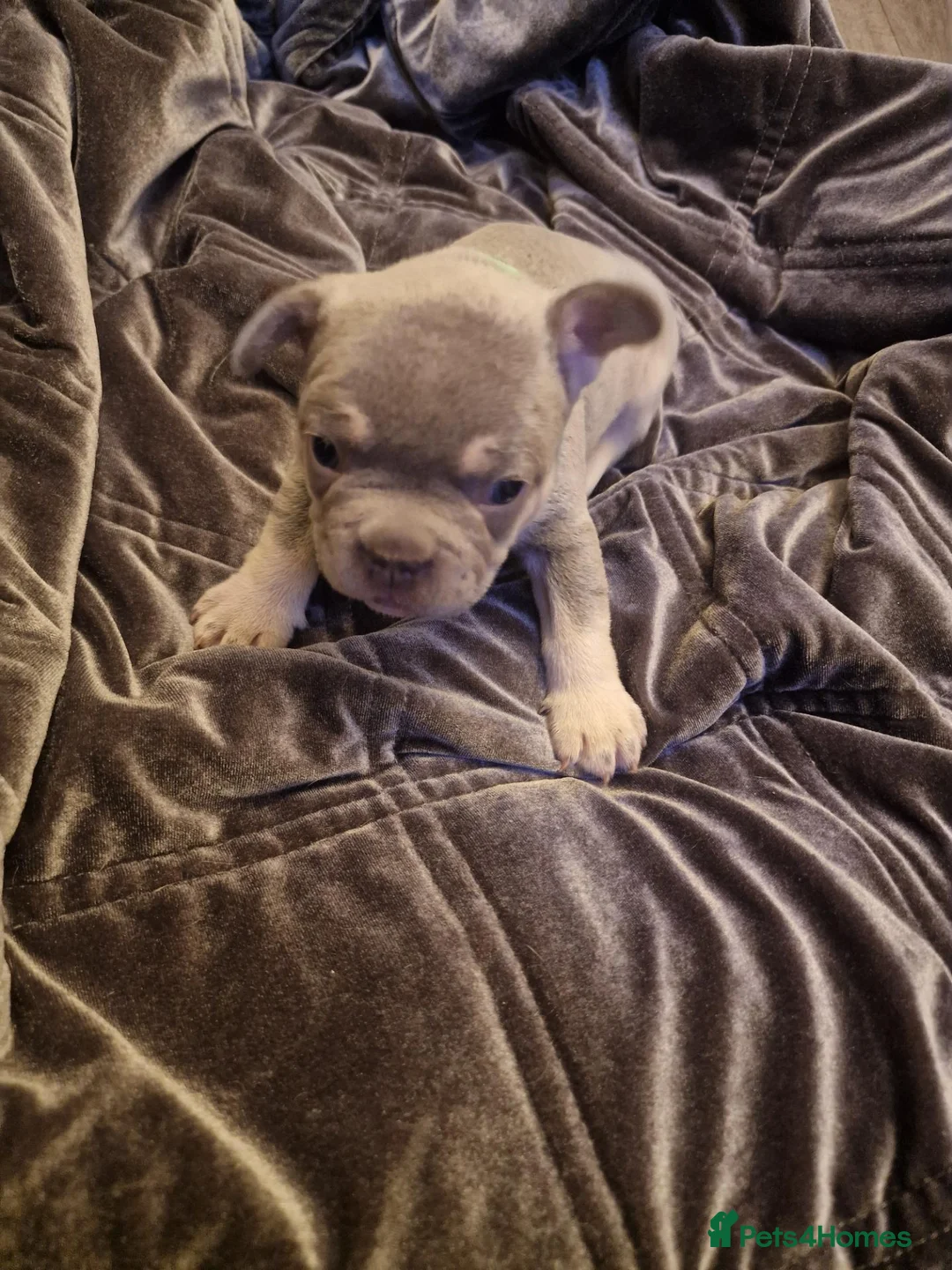French Bulldog dogs for sale: French bulldog puppies  - Advert 2