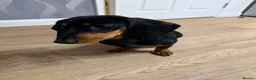 Miniature Dachshund dogs for sale: Beautiful 7 month old female miniature dachshund  - Advert 8