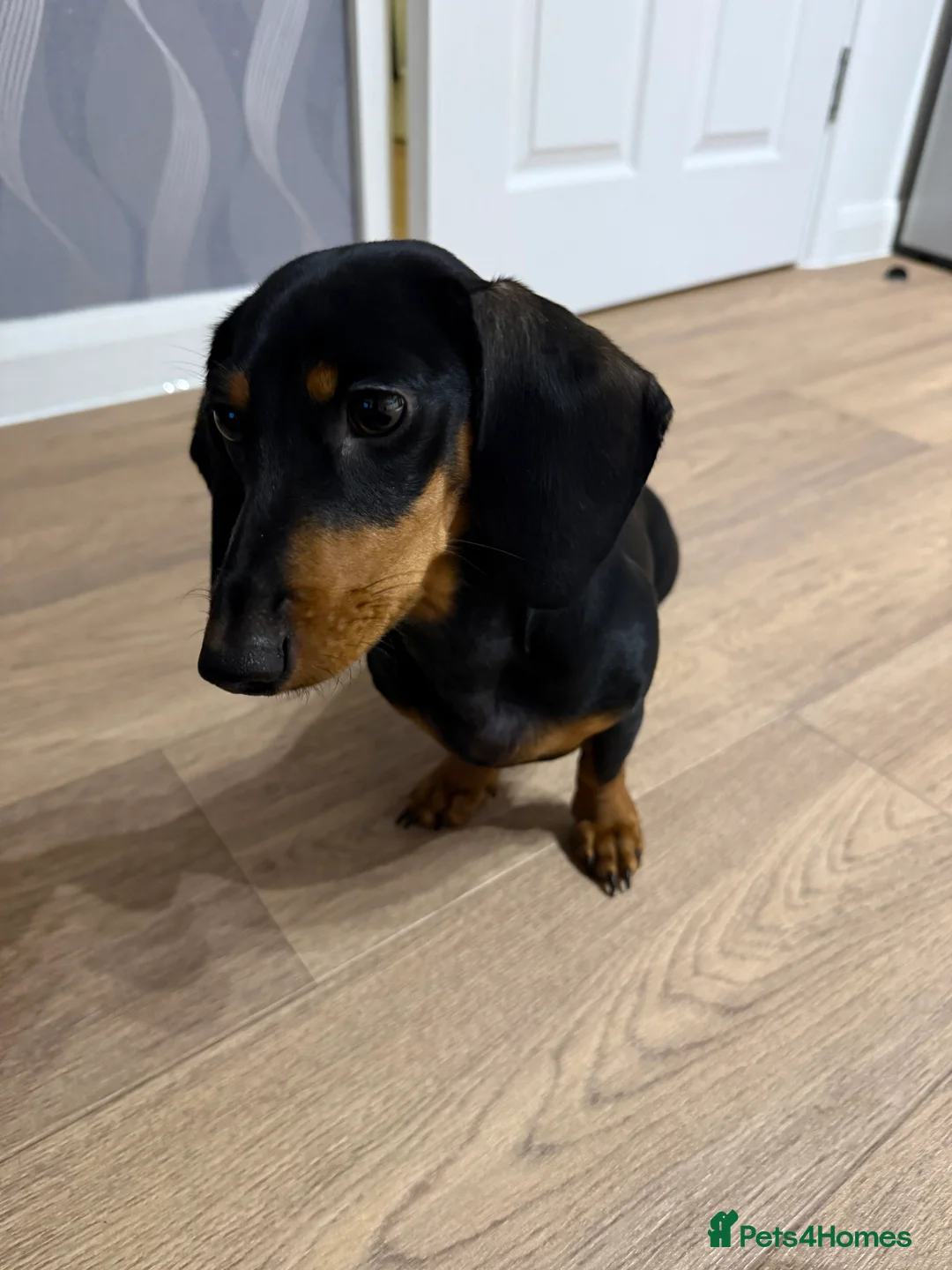 Miniature Dachshund dogs for sale: Beautiful 7 month old female miniature dachshund  - Advert 8