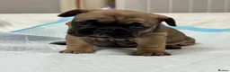 French Bulldog dogs for sale: Beautiful litter of  French Bulldog  - Advert 4