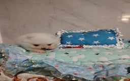 Pomeranian dogs for sale: 💝💝💝High-quality little boys💝💝💝 - Image 11
