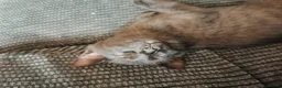 Mixed Breed cats for sale: 5 Beautiful Kittens need loving home - Advert 15