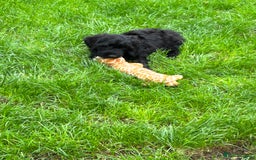 Cockapoo dogs for sale: Beautiful miniature Teddybear Cockapoo  puppies  - Image 20