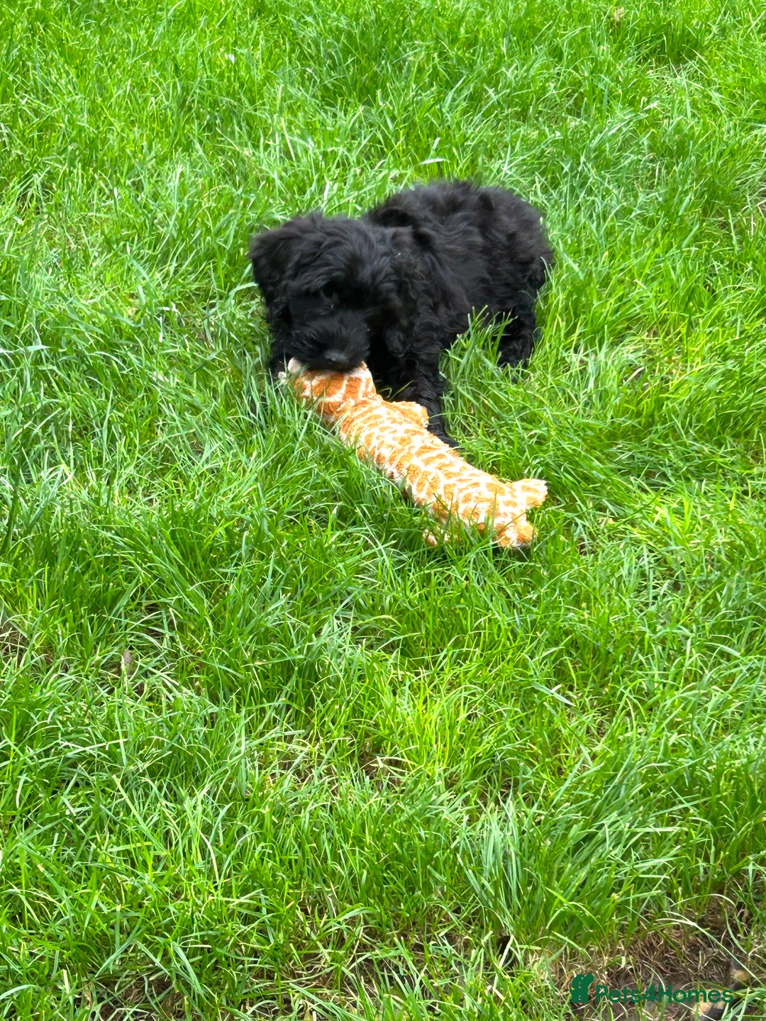 Cockapoo dogs for sale: Beautiful miniature Teddybear Cockapoo  puppies  - Image 20