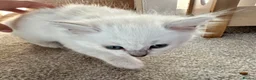 Ragdoll cats for sale: Last boy now reduced  - Advert 22