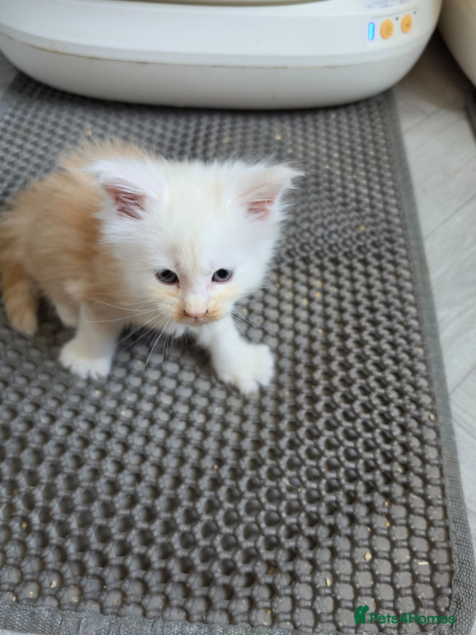 Maine Coon cats PEDIGREE MAINE COON KITTENS  - Advert 5