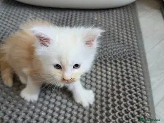 Maine Coon cats PEDIGREE MAINE COON KITTENS - Advert 3