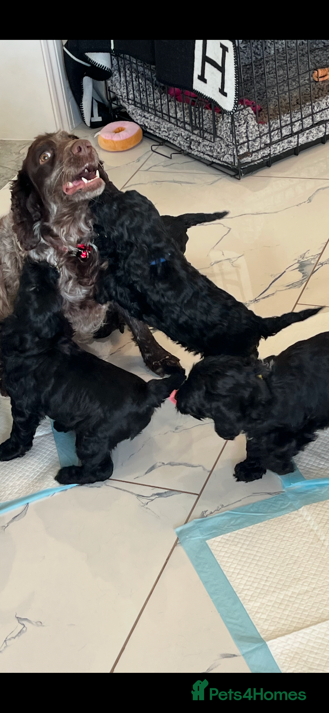 Cockapoo dogs for sale: 🐾STUNNING F1 COCKERPOOS 🐾health tested parents🐾 - Image 4