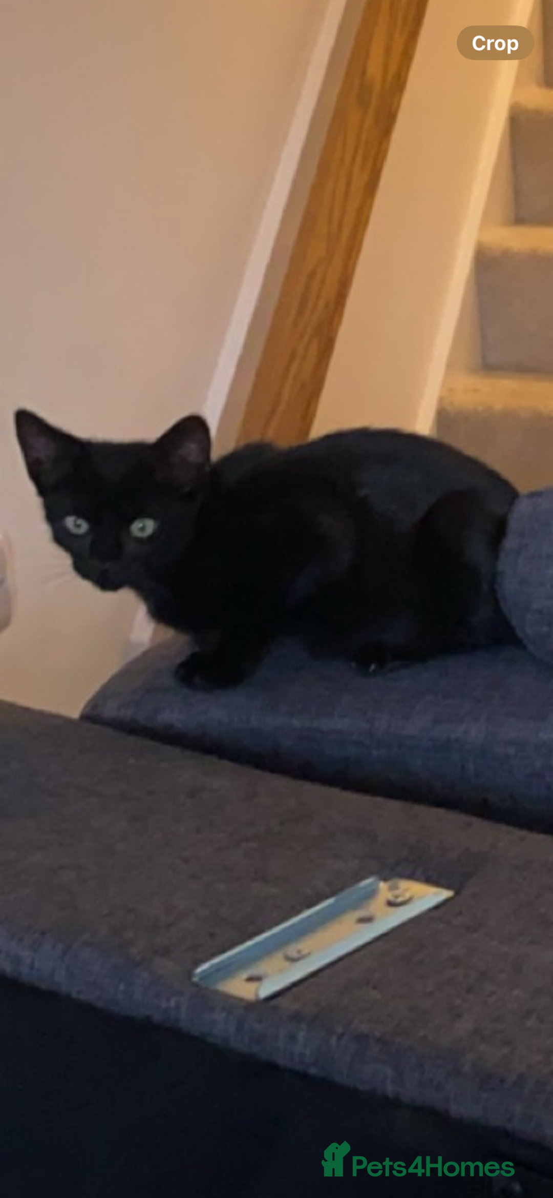 Mixed Breed cats for sale: Mixed breed kittens - Image 16