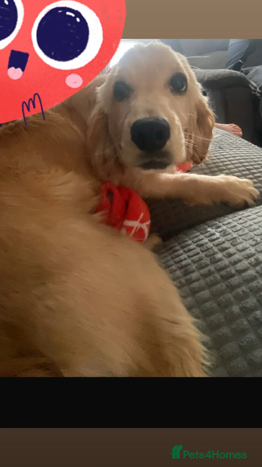 Cocker Spaniel dogs for sale: Cocker spaniel puppy - Advert 1