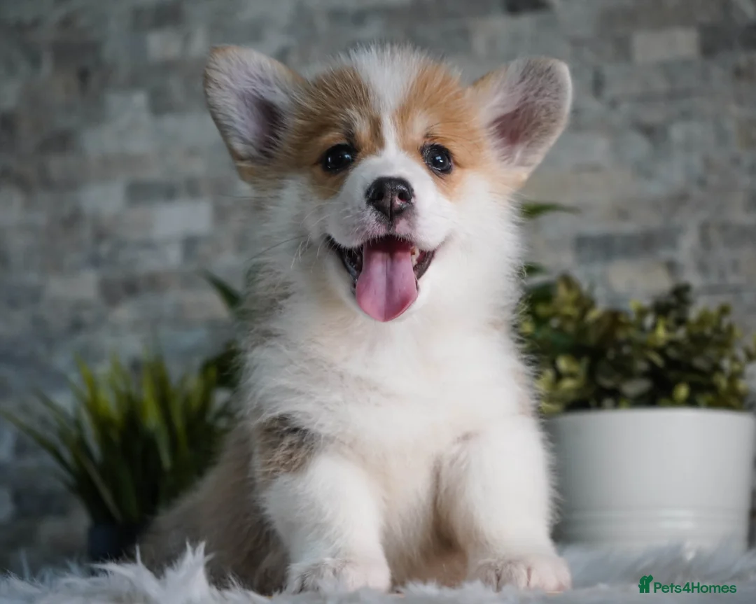 Welsh Corgi Pembroke dogs for sale: Welsh Corgi (Pembroke) - Advert 12