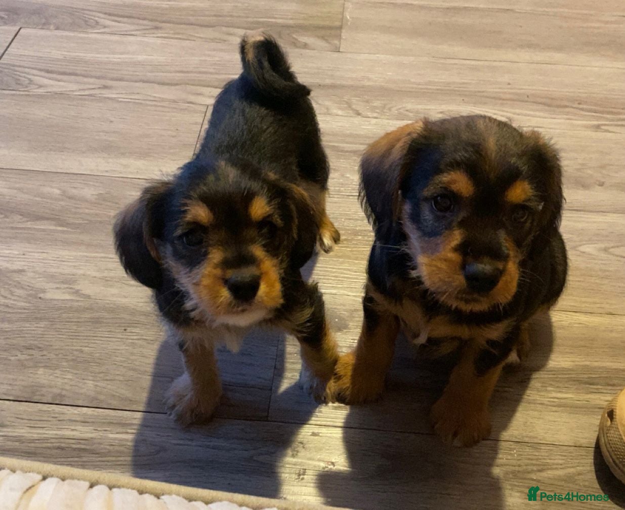 Mixed Breed dogs Three Miniature Schnoodle Puppies  - Advert 3