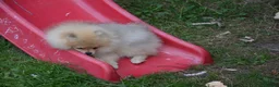 Pomeranian dogs for sale: Bentley – Beautiful Silver-Toned Pomeranian Boy 🐾 - Advert 10