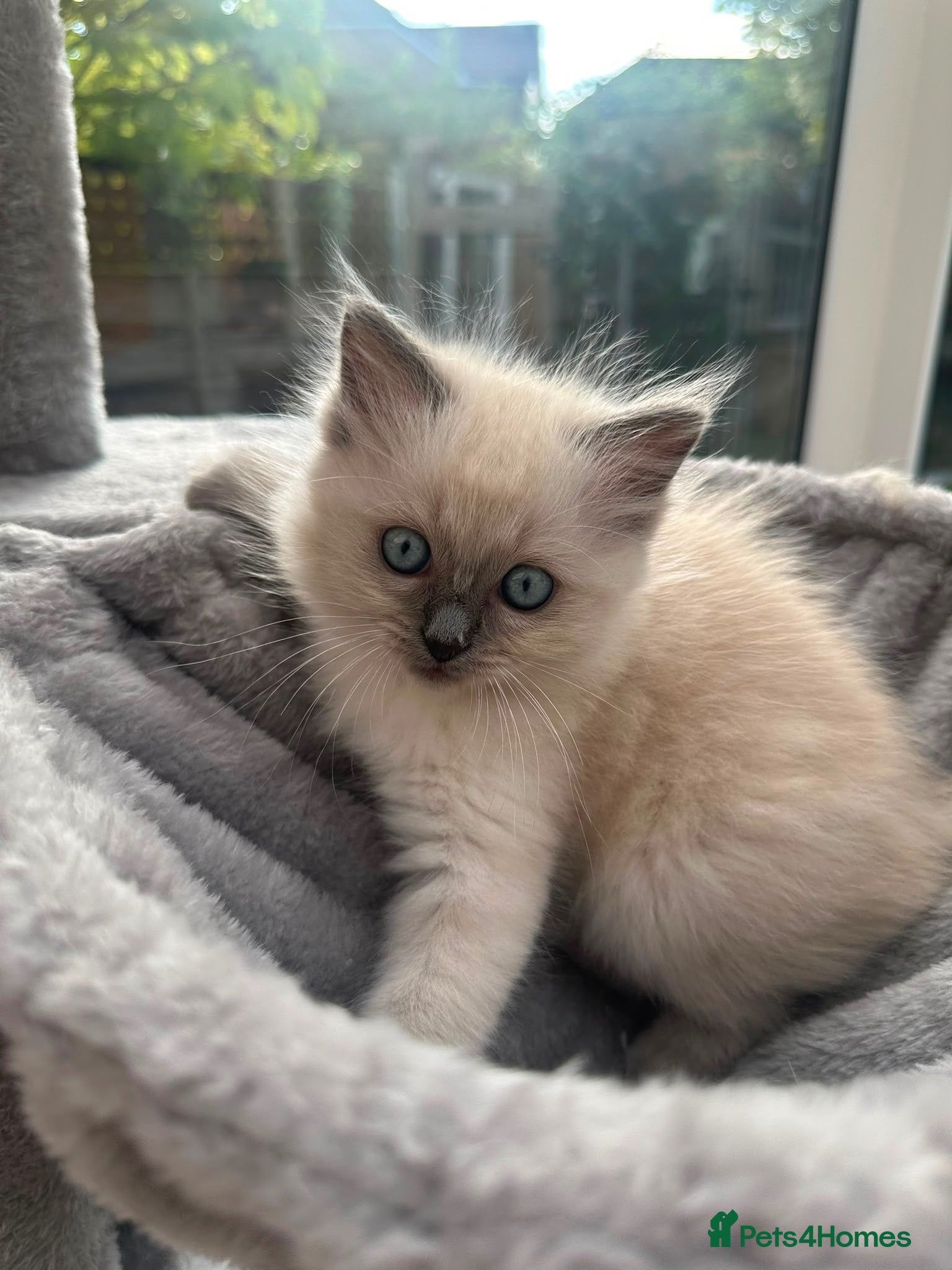 Ragdoll cats Blue Point Ragdoll Girl – Ready Now - Advert 8