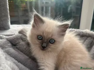 Ragdoll cats Blue Point Ragdoll Girl – Ready Now - Advert 6