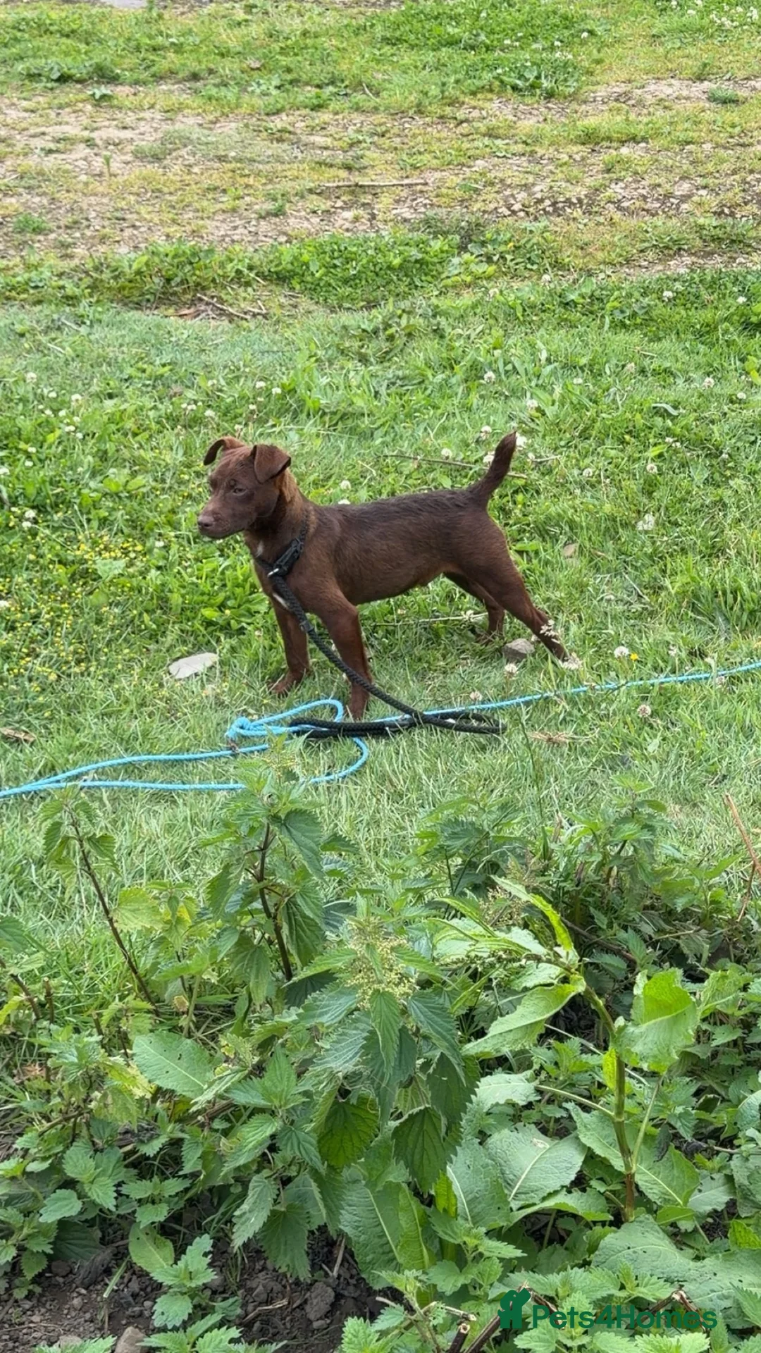 Patterdale Terrier dogs for sale: patterdale terrier  - Advert 1