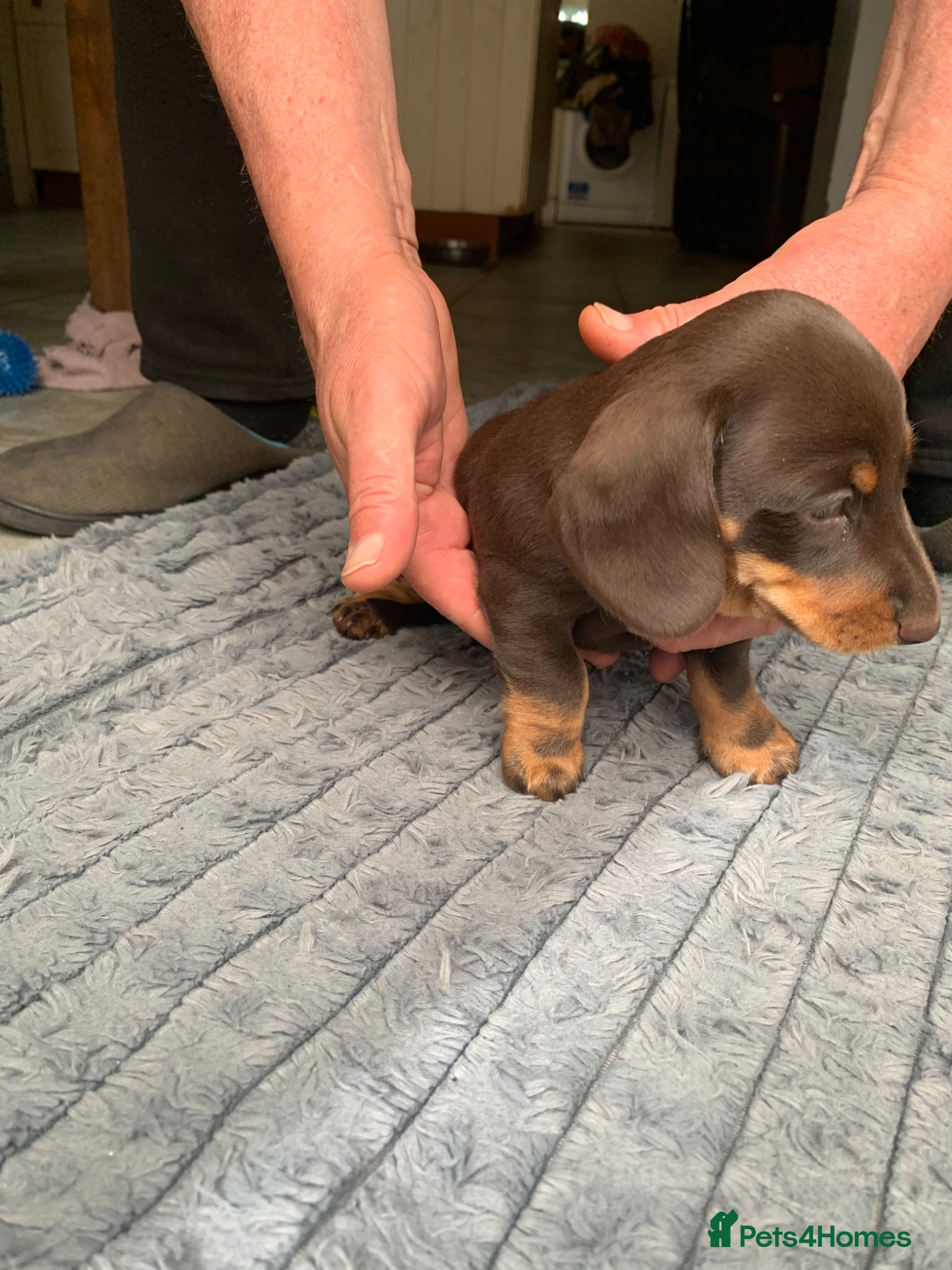 Miniature Dachshund dogs for sale: Miniature daschund  in Neath - Advert 1
