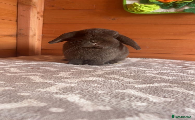 Mini Lop rabbits - Advert 4