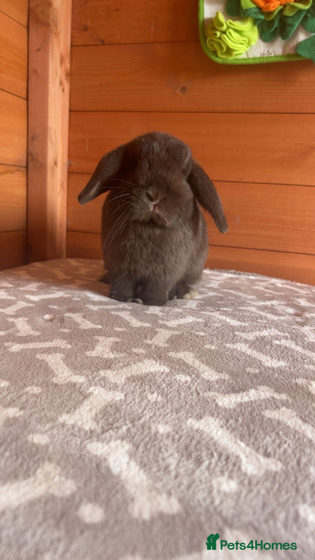 Mini Lop rabbits for sale: gorgeous rabbit for sale - Image 1