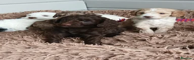 Cockapoo Puppy 5