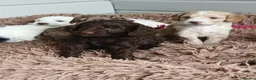 Cockapoo dogs for sale: Cockerpoo - Advert 29