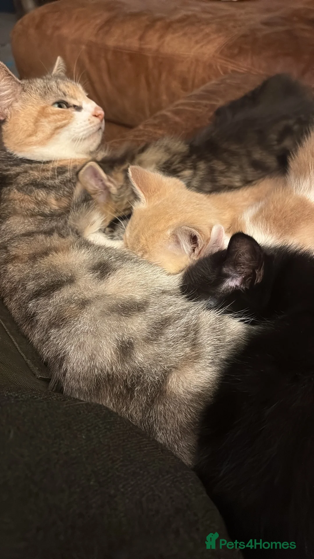 Mixed Breed cats for sale: Loving litter of kittens for sale  in Richmond - Advert 6