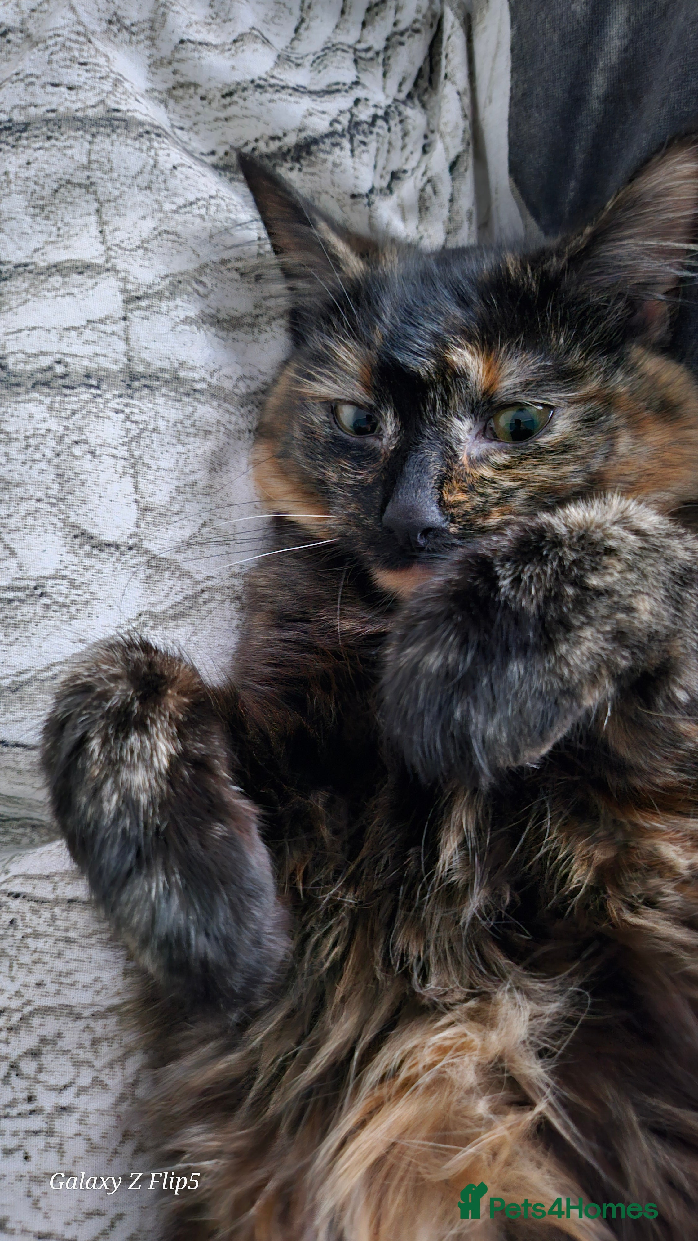 Maine Coon cats NALA  - Advert 1