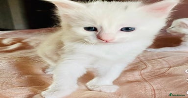 Mixed Breed cats - Advert 3