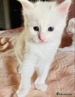 Mixed Breed cats - Advert 5