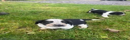 Mixed Breed dogs for sale: Collie X cocker puppies - Advert 18