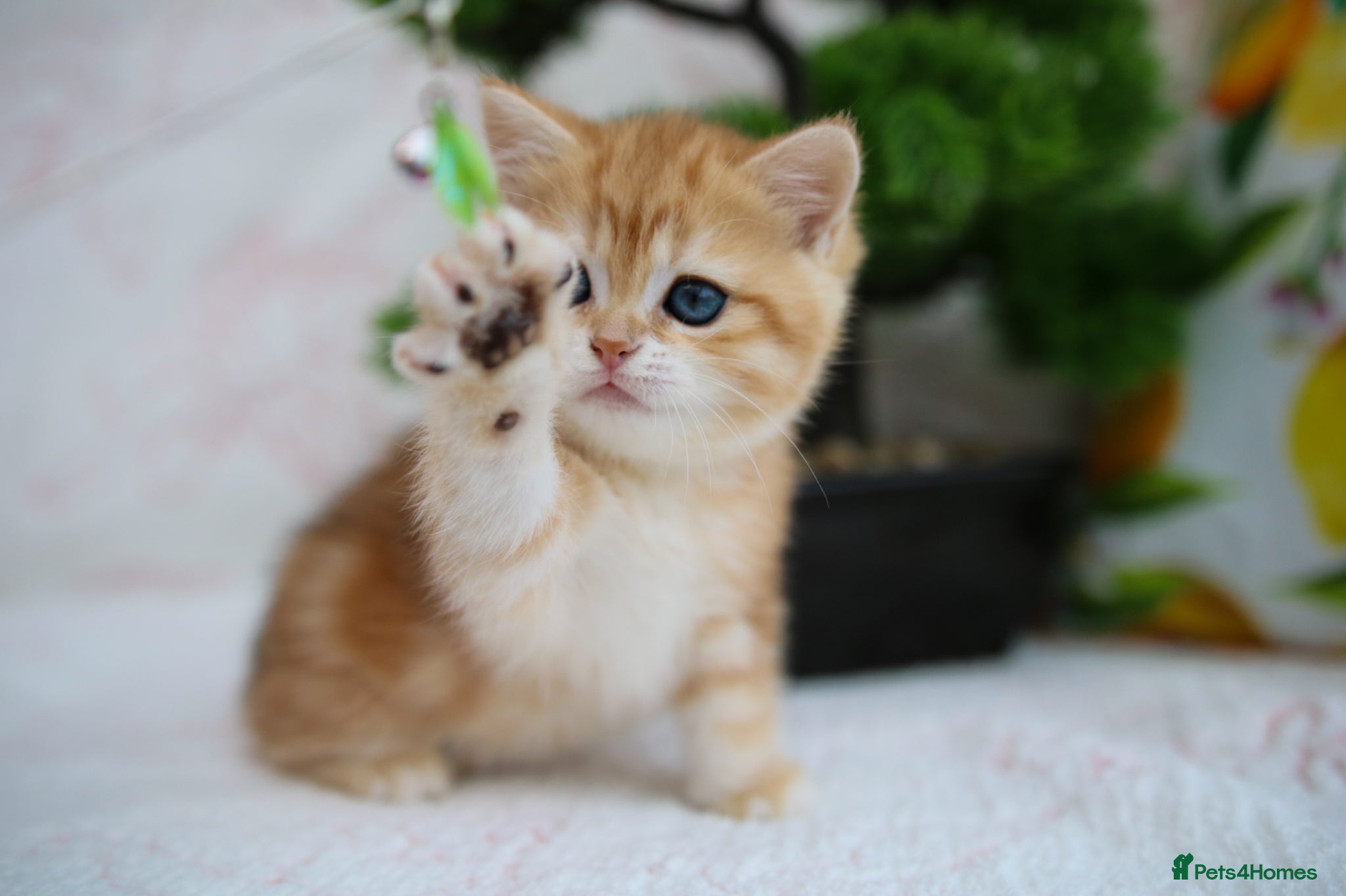 British Shorthair cats 💙British shorthair kittens available  - Advert 6