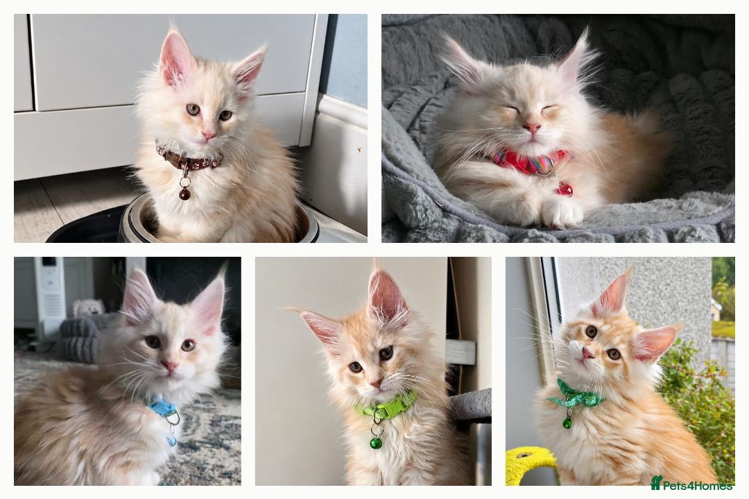 Mixed Breed cats 5 Maine Coon Mixed-Breed – 2 Boys & 3 Girls - Advert 1